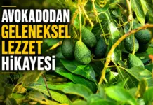 Yere Düşen Avokadolar Mutfakta Hayat Buldu AVOKADODAN GELENEKSEL LEZZET HİKAYESİ