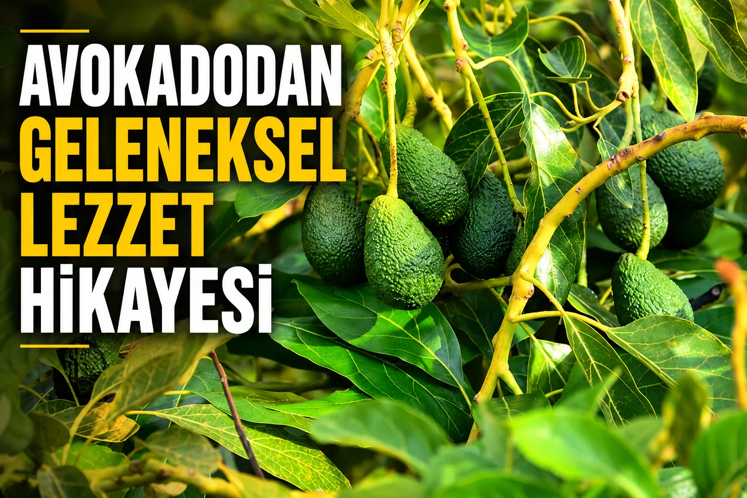 AVOKADODAN GELENEKSEL LEZZET HİKAYESİ
