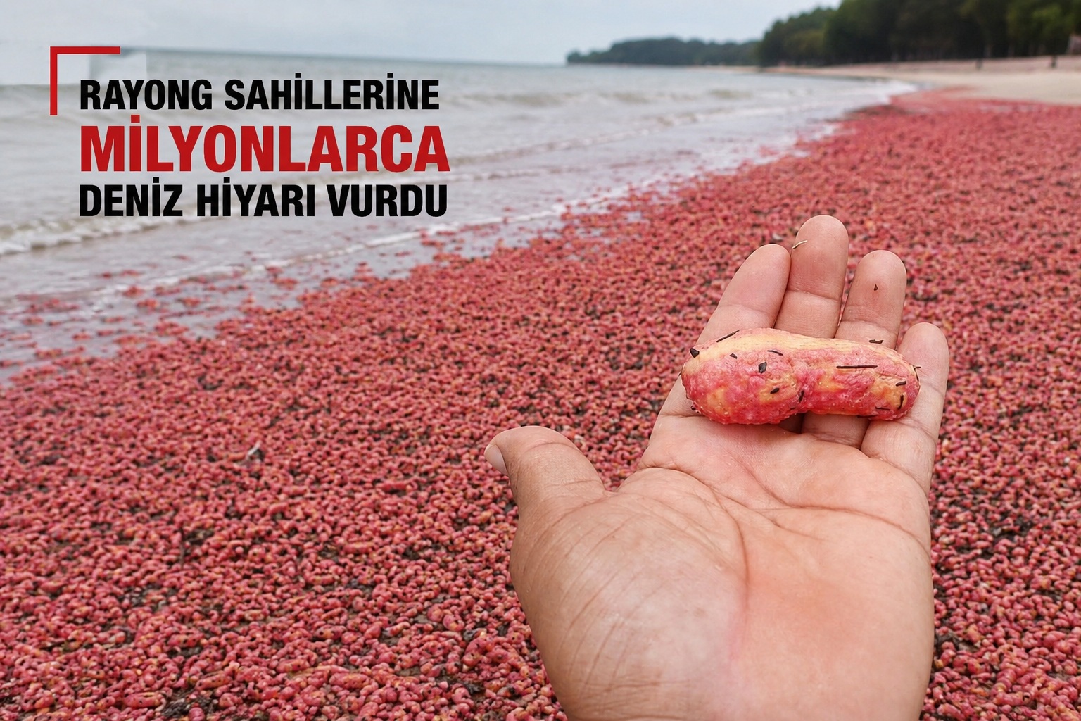 pembe deniz hıyarı